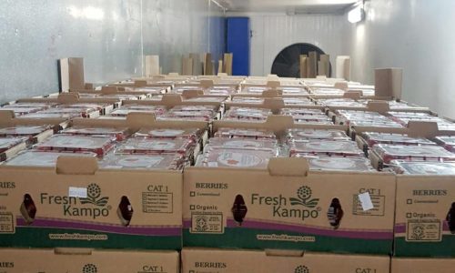 Hidalgo - Fresa y Frambuesa de FRESH KAMPO | Pre-enfrío Móvil Interno