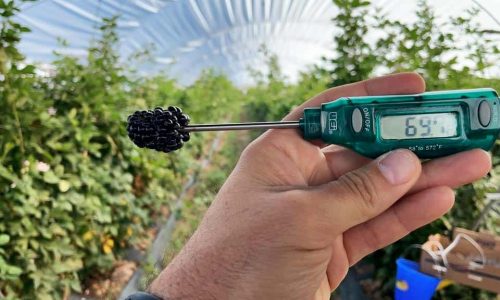 Jalisco - Zarzamora de GIANT BERRIES