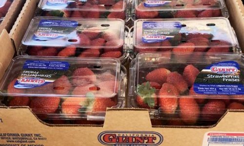 Jalisco - Fresas de GIANT BERRIES| Pre-enfrío Móvil Interno